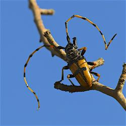 Long-jawed Longhorn Beetle